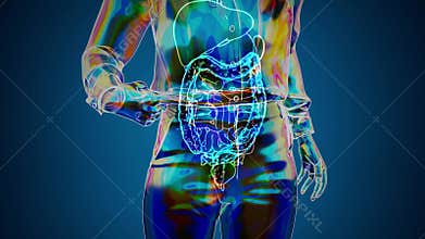 Animation of a woman\'s gut