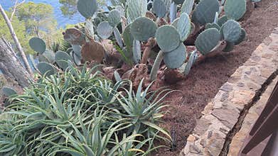 Cacti Landscape in Coastal Region. Discover unique cactus varieties growing beside the ocean. Vibrant greens contrast with the