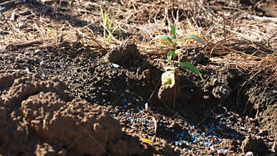 fertilize plants with fertilizer in the garden