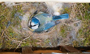 Blue Tit at nest box on eggs