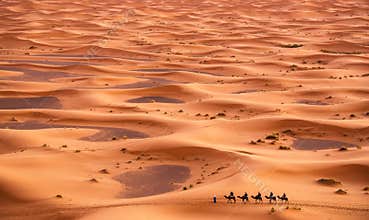 Camel Caravan in Sahara Desert