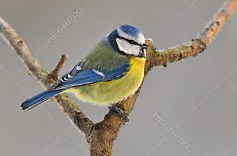 Blue tit
