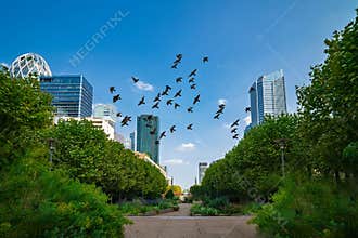 Group of pigeons flying over the La Défense business district reclaimed by Mother Nature after the 2024 Paris Olympic Games