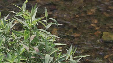 Green leaves trees blowing near river.