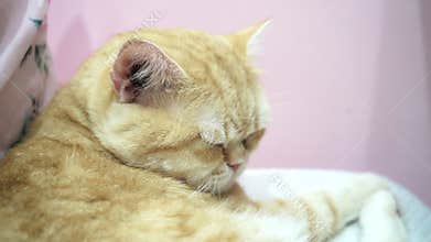 Fluffy Orange Fat Cat Dozing Lazily.