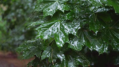 Lush, vibrant green leaves glistening with refreshing rain droplets create a serene scene