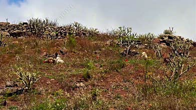 Cacti and diverse Wild Vegetation thriving beautifully on a Rocky Hillside under the sun