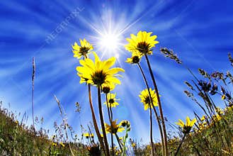 Summer Time Flowers