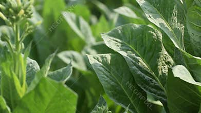 Brazilan tobacco, or Aztec tobacco strong tobacco, is a rainforest plant in the family solanaceae, a tobacco plantation stretches