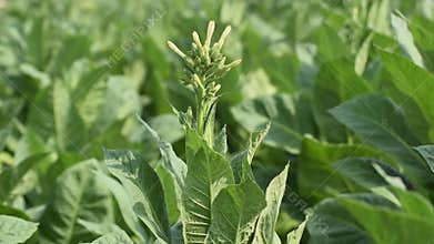 Brazilan tobacco, or Aztec tobacco strong tobacco, is a rainforest plant in the family solanaceae, a tobacco plantation stretches
