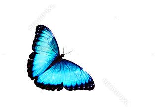Blue butterfly isolated