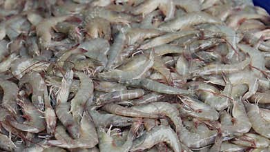 Raw Shrimp Piled Up for Sale at Seafood Market