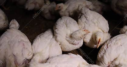 white chickens partially without plumage at a poultry farm