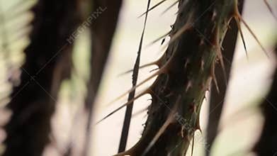 Close-up thorns on a plant stem, detailed macro view