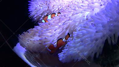 Clown Fish