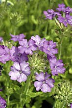 A Cluster of Lavender Trailing Verbena Flowers