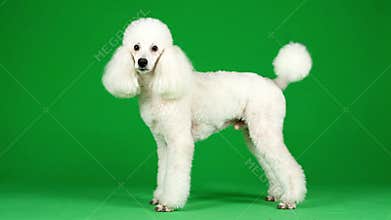 Adorable White Poodle Posing Against Green Screen