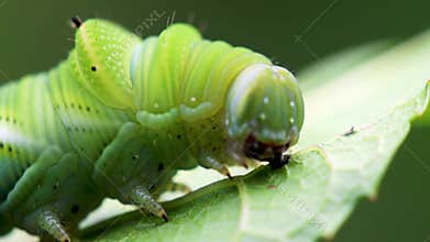 Vibrant Green Caterpillar Munching on Leaf in Macro Detail - Nature Close-Up