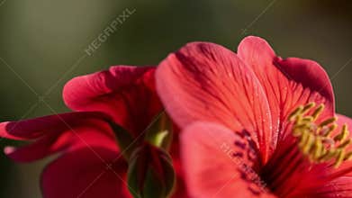 Vibrant Red Flower: Macro Shot of Blooming Petals and Bud