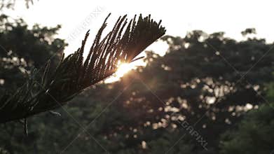 Sunlight rays emerging though the green tree branches in the morning.