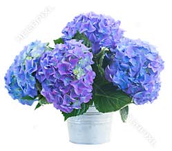 Posy of blue hortensia flowers