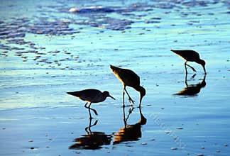 Birds on the beach