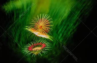 Vibrant Green and Red Fireworks Exploding Brightly in the Night Sky