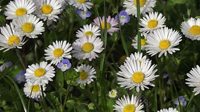 Common daisies with violets - summer rural calming background of sunny bright day