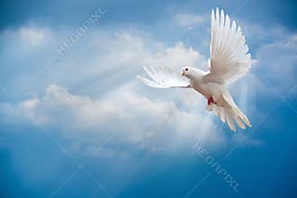 Dove in the air with wings wide open