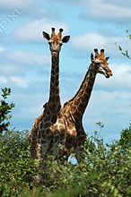 Giraffe in Africa