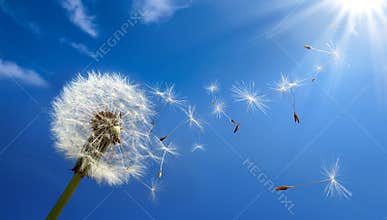 Allergy concept in spring