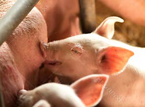 Piglet nursing