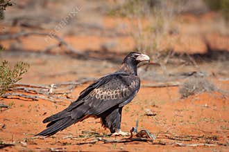 A majestic Wedge-tailed Eagle, Australia\'s largest eagle, surveys its habitat for its next meal.