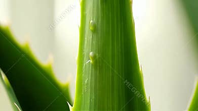 Macro Aloe Vera Leaf with Water Droplets