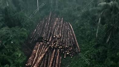 Deforestation in the Amazon Rainforest