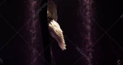 Aerial silk gymnast.