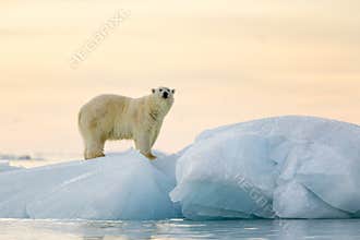 Polar Bear