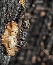 Black carpenter ant (Camponotus vagus)