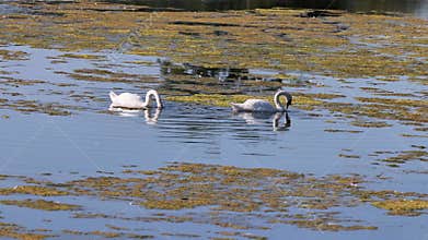 Mute swan (Cygnus olor