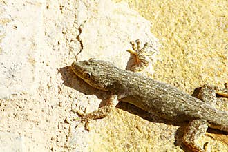 Gecko on Oman wall