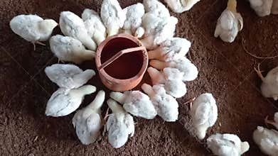 Newborn broiler chickens happily enjoying their feed in the poultry farm, top view