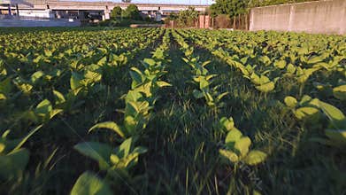Aerial view of fields with lush tobacco plants on a farm