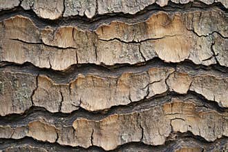 This close-up reveals the fascinating texture of tree bark, highlighting deep grooves and unique patterns. The natural