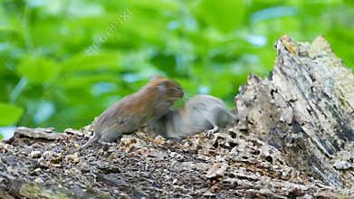 Close-up photograph shows two mice battling on a log in the forest.