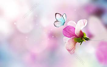 Spring background with blooming pink magnolia flowers and flying butterfly.