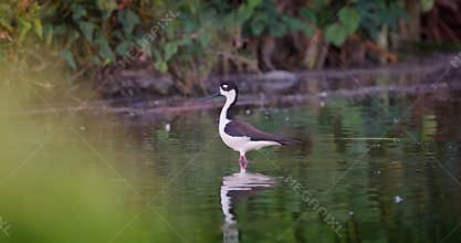 Stilt Bird With Long Legs in Calm Water Environment