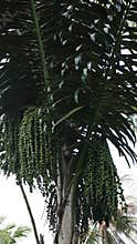 Palm trees bear very heavy fruit