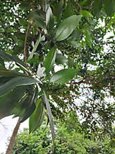 Buni is the kind of tree which has bearing small sour fruit