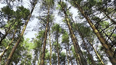 Tall pine trees with thin trunks and swaying branches. Low