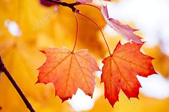 Colorful autumn foliage